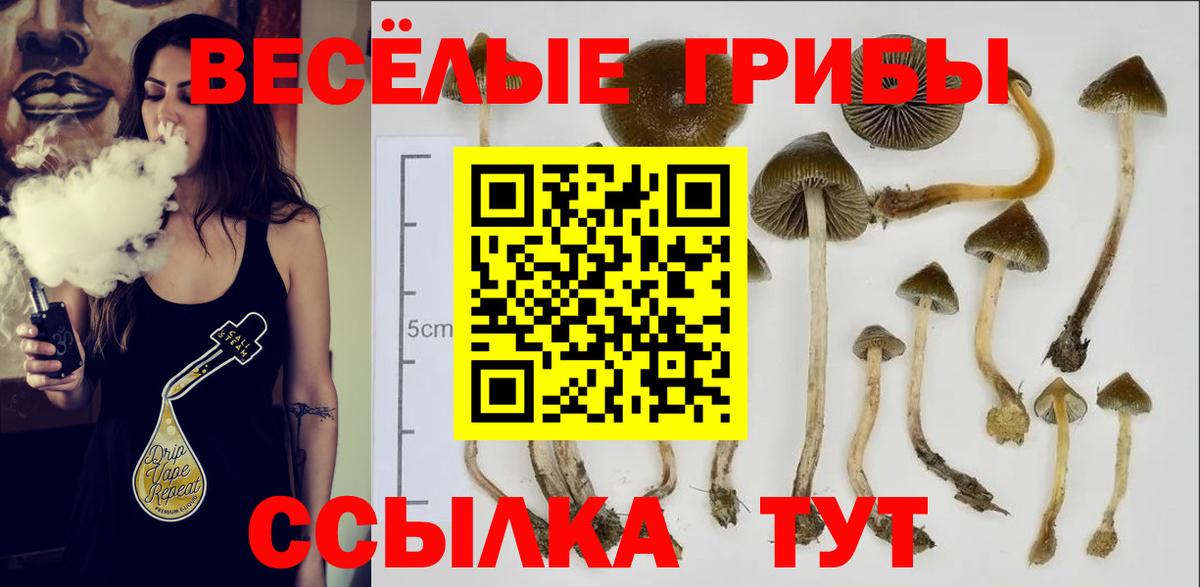 Псилоцибиновые грибы Psilocybe Новомосковск